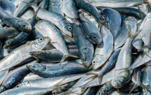 fish banned.j